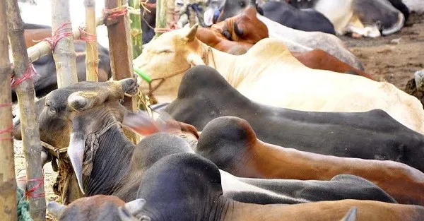 পশুর হাটে ক্রেতা-বিক্রেতার দরদামের খেলা