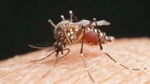 এশিয়া-আফ্রিকায় জিকা ঝুঁকিতে ২শ কোটি মানুষ