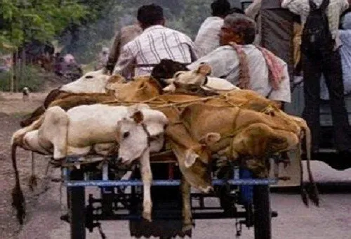 কুরবানিতে পশু জবাই নিয়ে ভারতে নিষেধাজ্ঞার সমনজারি