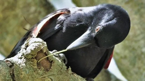 হাতিয়ার তৈরি করতে পারে কাক