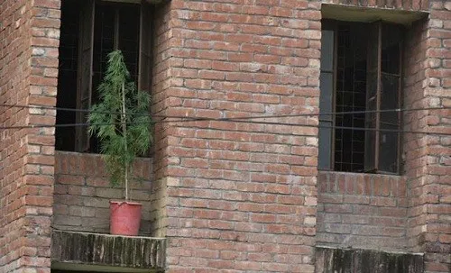 গাঁজা চাষ: ছাত্রলীগ দুই নেতাকর্মী বহিষ্কার