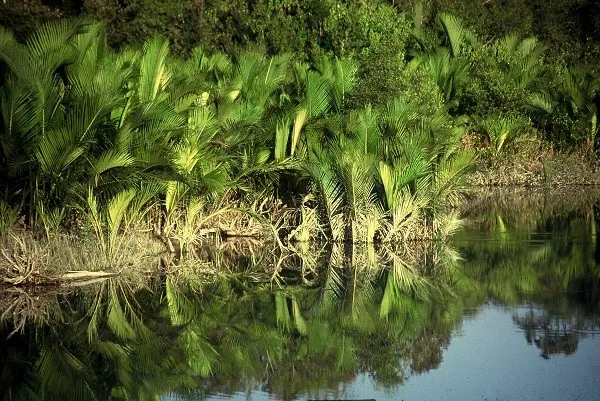 কিউট বিপ্লবী ভাইয়েরা