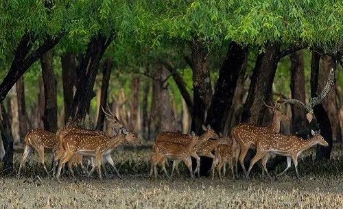 রামপাল বিরোধিতা কি ‘সরকার রাজ’র চিত্রনাট্যের কপি?
