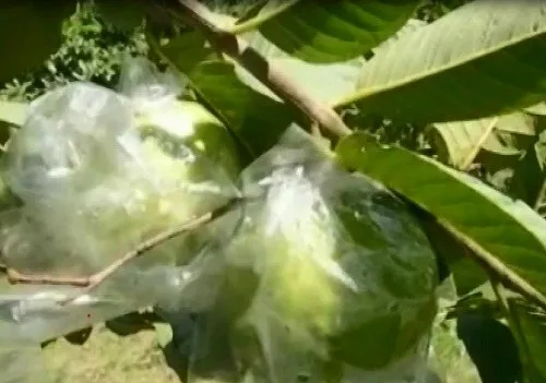 ব্যাগিং পদ্ধতিতে পেয়ারা চাষে সফল দিদার