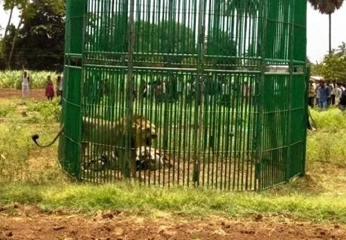 ভারতে ‘মানুষখেকো’ ১৮ সিংহ ‘গ্রেফতার’