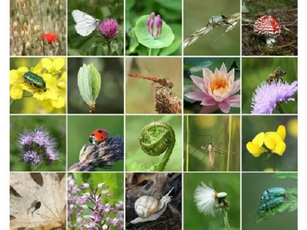 জীববৈচিত্র্য রক্ষায় পদক্ষেপ দরকার