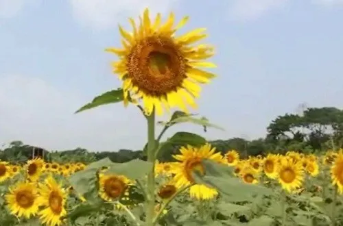 ভোলায় কৃষকের মুখে সূর্যমুখীর হাসি