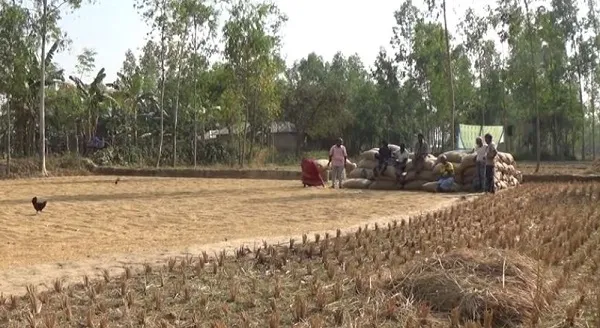 গাইবান্ধার সাঁওতালরা এখন ধান শুকানো নিয়ে ব্যস্ত