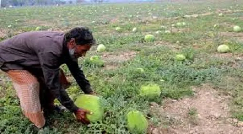 পটুয়াখালীতে প্রথমবার তরমুজ চাষে সাফল্য