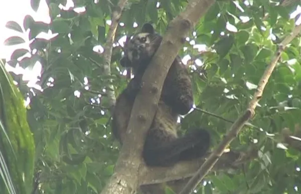 গাছের ডালে অচেনা প্রাণী দেখে গ্রামে তোলপাড়