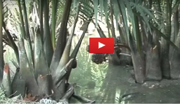 পটুয়াখালী উপকূলের ঐতিহ্য গোলপাতার রস
