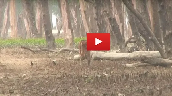 নিঝুমদ্বীপে কমে যাচ্ছে হরিণের সংখ্যা