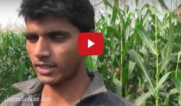 চুয়াডাঙ্গায় ভুট্টার আবাদ বাড়ছে