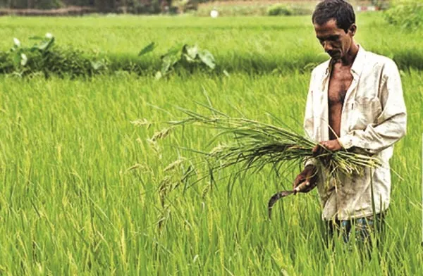 ফণীতে ক্ষতিগ্রস্ত কৃষকদের ঋণ আদায় এক বছরের জন্য স্থগিত
