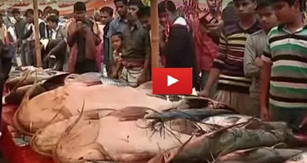 বগুড়ায় আড়াই শ’ বছরের মাছের মেলা