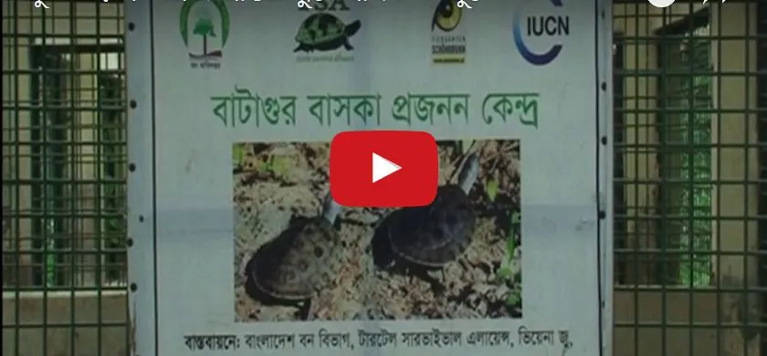 প্রকৃতিতে টিকিয়ে রাখতে বিশেষ প্রজাতির দুটি কাছিম সুন্দরবনে অবমুক্ত