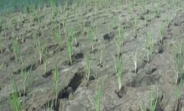 শেরপুরে বিদ্যুৎ সমস্যার কারণে বোরো আবাদ ব্যাহত