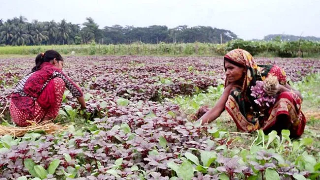 শীতের বৃষ্টিতে রাজনীতি ও কৃষকের বিষণ্ণ ভাবনা