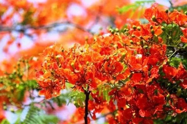 সর্বোচ্চ তাপমাত্রায় বসন্তেই গ্রীষ্মের খরতাপ