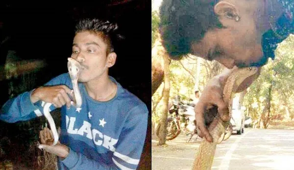 সাপের মাথায় চুমু দিয়ে ছবি তুলতে গিয়ে করুণ পরিণতি