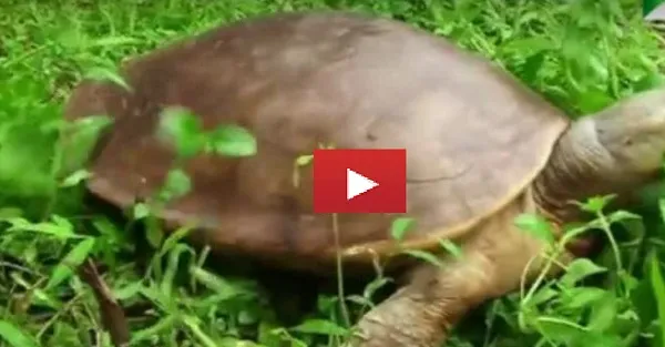 বিপন্নের তালিকায় রয়েছে বাংলাদেশের কাছিম