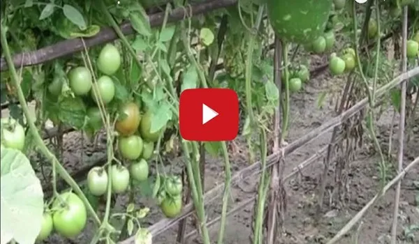 যশোরের বাঘারপাড়ায় বারোমাসি টমেটো চাষ
