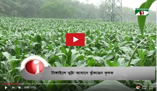ভূট্টা আবাদে ঝুঁকছেন টাঙ্গাইলের কৃষক
