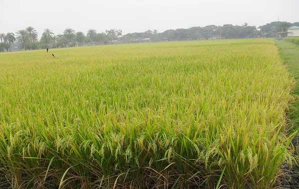 শেরপুরে বোরো আবাদে রোগের সংক্রমণে দিশেহারা কৃষক