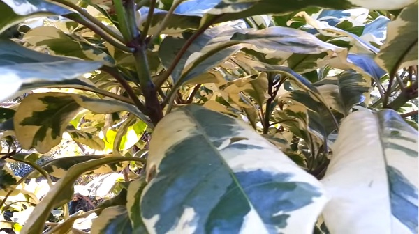 bird catcher tree Pisonia