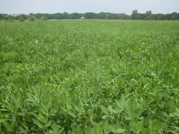 যে কারণে লক্ষ্মীপুরে সয়াবিনের আবাদ বাড়ছে