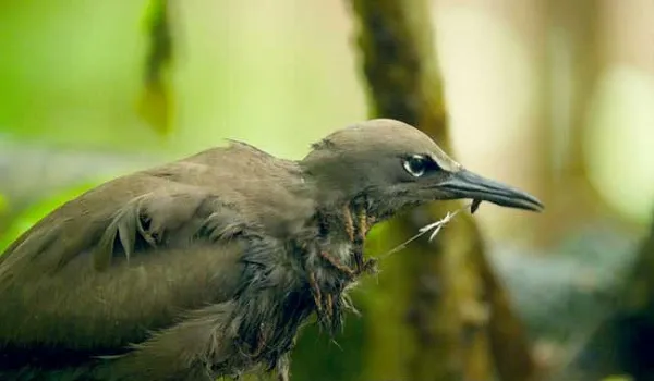 আঠা দিয়ে পাখি ধরে যে প্রাণীখেকো ভয়াবহ গাছ