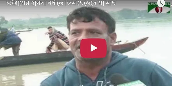 চট্টগ্রামের হালদা নদীতে ডিম ছেড়েছে মা মাছ