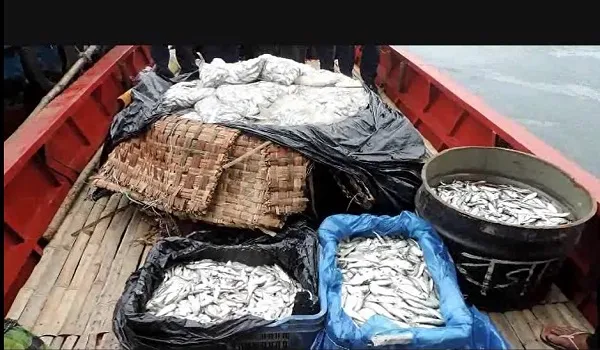 জাটকা বিরোধী অভিযানে মুন্সীগঞ্জে ৬০০ কেজি জাটকা জব্দ