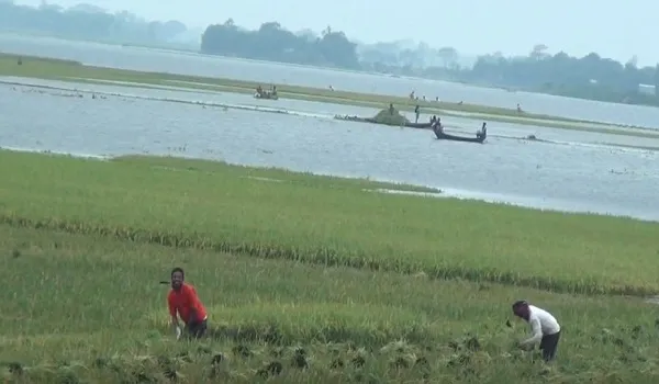 পানির দামে বিক্রি হচ্ছে গবাদি পশু