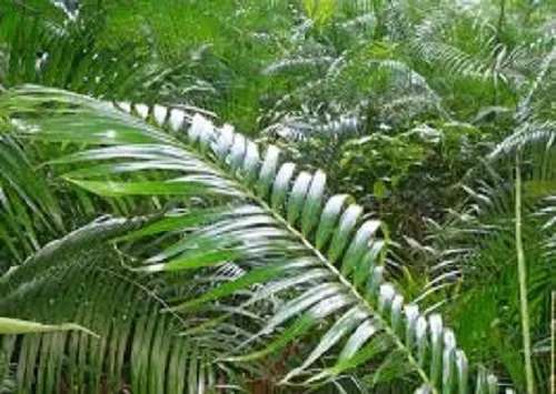 দিনাজপুরে বেত বাগান গড়ে তুলছে বন বিভাগ