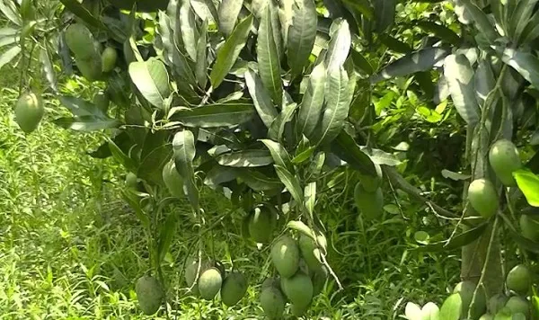 শরীয়তপুরে গড়ে উঠেছে বিভিন্ন জাতের আমের বাগান