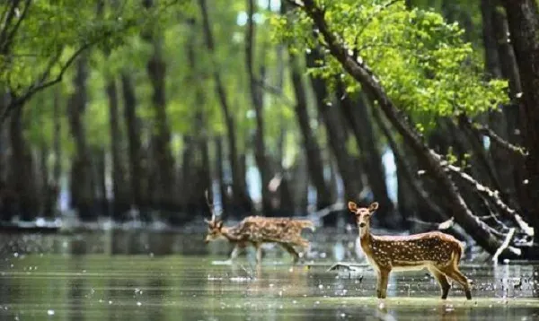 সুন্দরবনে রেড অ্যালার্ট