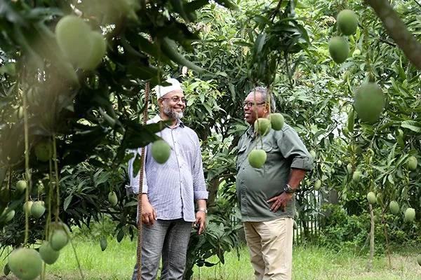 আমবাগান
