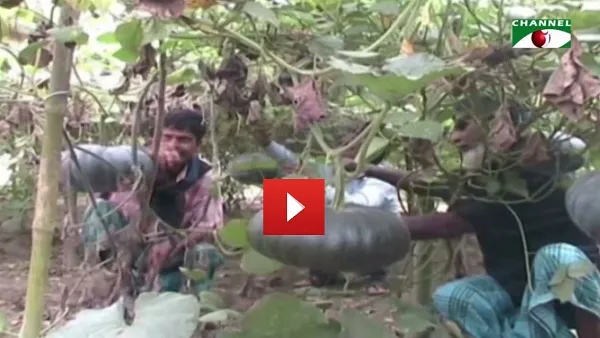 বগুড়ায় মিষ্টি কুমড়া চাষে সাফল্য