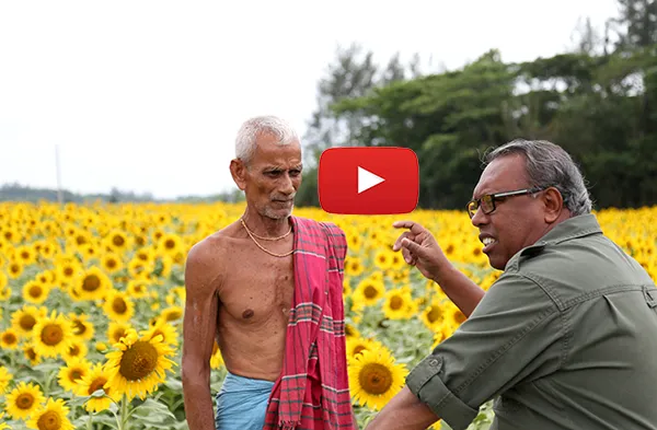 সূর্যমুখী এক নতুন সম্ভাবনা