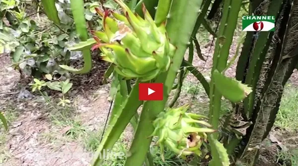 ড্রাগন ফল: ৫০টি গাছের বাগানে বছরে লাখ টাকার মুনাফা
