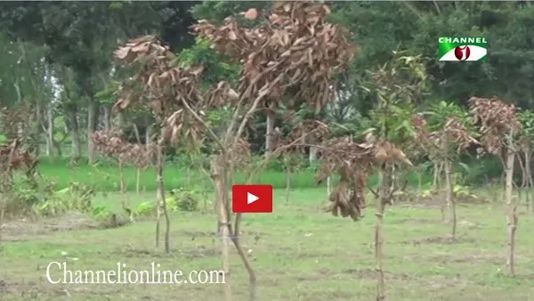 বন্যার কারণে উপড়ে গেছে সাড়ে ৭ লাখ গাছ, দিনাজপুরের ক্ষতিগ্রস্ত এলাকা. Channel i News - চ্যানেল আই নিউজ