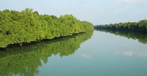 সুন্দরবনের নদীর পাশে সবুজ বনাঞ্চল, পরিবেশের জন্য গুরুত্বপূর্ণ. Channel i News - চ্যানেল আই নিউজ
