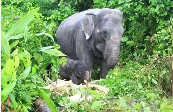 বঙ্গবন্ধু সাফারি পার্কে নতুন অতিথি