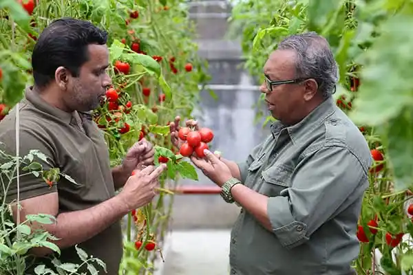 Two men inspecting ripe tomatoes in a greenhouse. Channel i News - চ্যানেল আই নিউজ