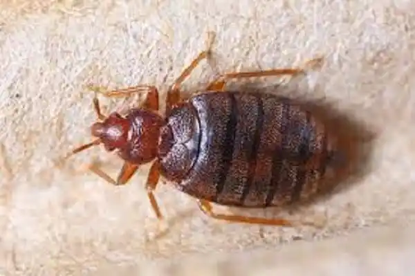 ছারপোকা