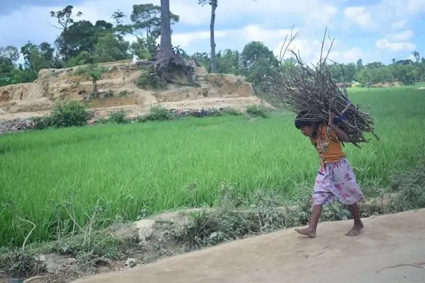 একটি শিশু ধানের মাঠে গাছের ডাল বহন করছে. Channel i News - চ্যানেল আই নিউজ