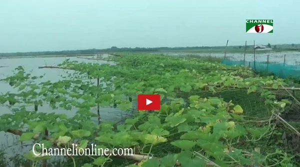 নড়াইলে জলাবদ্ধ কৃষি খামার, সবজি ও পানির পাত্রে জল জমে. Channel i News - চ্যানেল আই নিউজ
