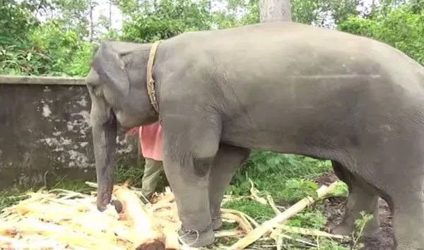 বনজঙ্গলে হাতি চলাচলের পথে রোহিঙ্গাদের বসবাসের ছবি. Channel i News - চ্যানেল আই নিউজ