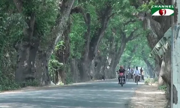 যশোর রোডের শতবর্ষী গাছ কাটা যাবে না: হাইকোর্ট